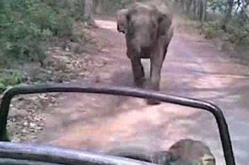 印度北阿坎德邦国家公园野生大象不甘受扰 发怒冲向旅客车辆