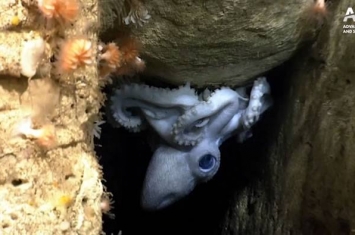 生物学家试图了解深海章鱼如何选择栖息地和捕食猎物