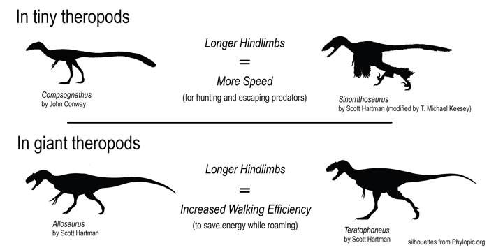 新研究显示霸王龙的腿可能更多的是为耐力而不是速度而生