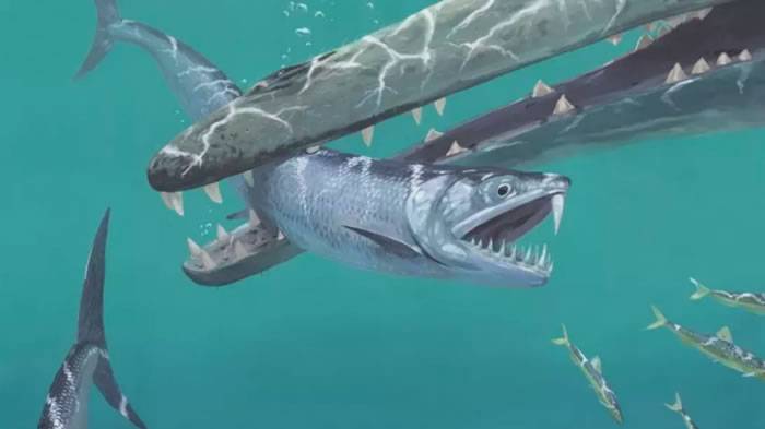 6600万年前恐龙大灭绝后 巨大的剑齿凤尾鱼出现了