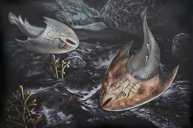 江西志留系发现中华盔甲鱼类新材料 研究建立新属种——石盘裂吻鱼
