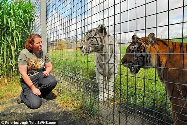 英国剑桥郡哈默顿野生动物园发生管理员遭老虎咬死事件