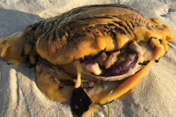 不寻常的生物惊现澳大利亚珀斯市附近海滩 专家称是一只海兔