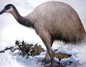世界上最高的鸟，恐鸟（身高3米但却不会飞/早已灭绝）