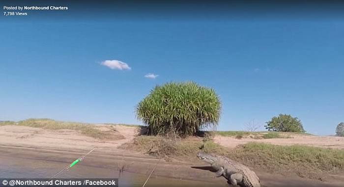 西澳河畔现5米巨鳄 渔民为拍片陷险境