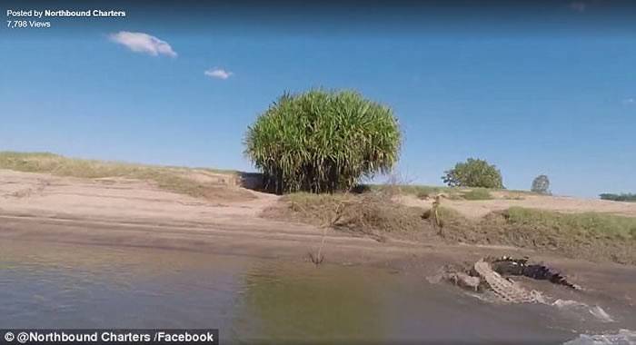 西澳河畔现5米巨鳄 渔民为拍片陷险境
