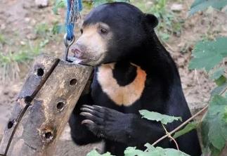 世界上体型最小的熊，马来熊濒临灭绝（仅剩164只）