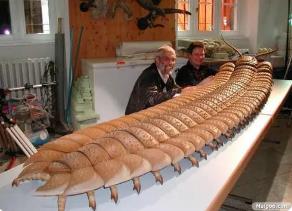 地球史上最大蜈蚣，远古蜈蚣虫（体型巨大长达2.6米）