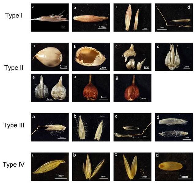 中国黍亚科植物小穗植硅体的初步研究