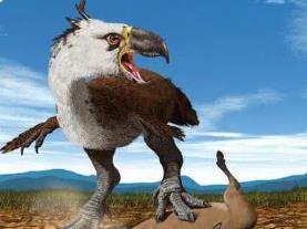 现存世界上最大的鸟，非洲鸵鸟高2.74米/重300斤