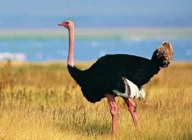 现存世界上最大的鸟，非洲鸵鸟高2.74米/重300斤