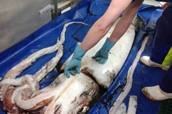 新西兰国家水资源与大气研究所工作人员在研究长尾鳕时偶然抓住一只巨型鱿鱼