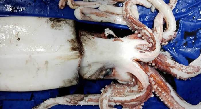 新西兰国家水资源与大气研究所工作人员在研究长尾鳕时偶然抓住一只巨型鱿鱼
