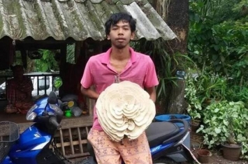 泰国甲米府兰他县村落发现玫瑰花一样的白色毒蘑菇