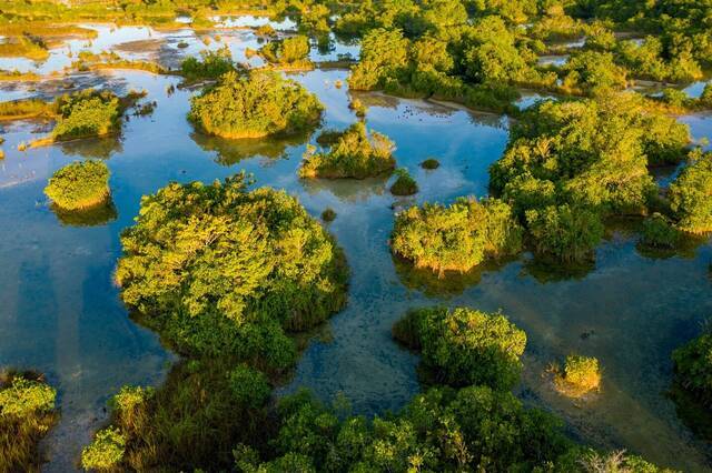 已有10万年历史的神奇“内陆红树林”蕴藏着海平面上升的线索