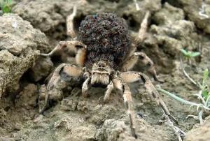 世界上最凶猛的蜘蛛，穴居狼蛛可致人10小时死亡（含有剧毒）