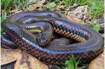 美国佛罗里达州行山客发现罕见彩虹大蛇 是事隔51年再次现身