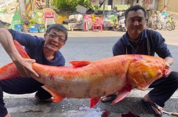 台湾嘉义渔民在曾文水库捕获到1.3米长“黄金大头鲢”
