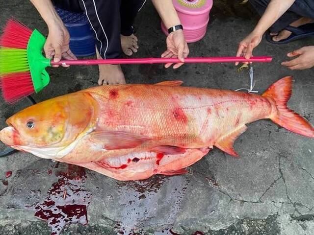台湾嘉义渔民在曾文水库捕获到1.3米长“黄金大头鲢”