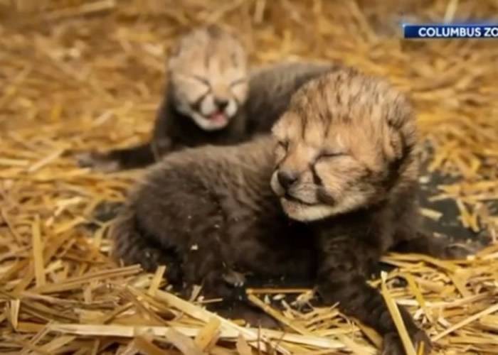 美国俄亥俄州哥伦布动物园迎来两只全球首例透过体外人工受孕诞生的猎豹宝宝