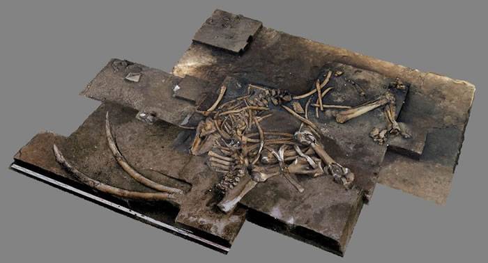 德国北部发现30万年前古棱齿象Palaeoloxodon antiquus化石遗骸