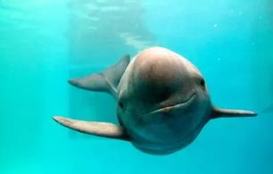 世界上最小的鲸鱼，小头鼠海豚体长仅1.5米（仅剩150头）