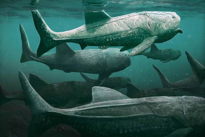 3.8亿年前海洋中的巨型装甲鱼“霸鱼”的进食方式很像今天的鲸鲨