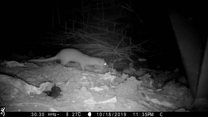 台湾一年监测证实五股湿地有黄鼠狼