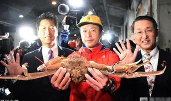 世界上最贵的螃蟹，日本螃蟹拍出500万天价（打破吉尼斯）