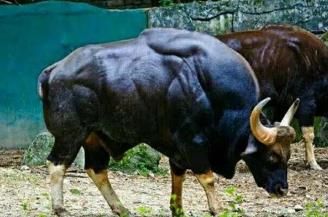 世界上体型最大的牛，印度野牛体重可达1500公斤（体长可达3.3米）