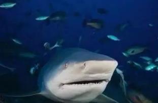 世界上最危险的鲨鱼，栖息于淡水河川的公牛真鲨（性凶猛）