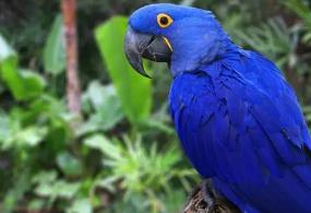 世界上最贵的鹦鹉，紫蓝金刚鹦鹉售价达10000美元以上