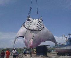 世界上最大的淡水鱼，巨型黄貂鱼重达1吨秒杀湄公河巨鲶