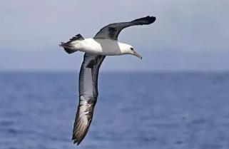 世界上最能飞的鸟，信天翁（一生飞行600万公里可绕地球150圈）