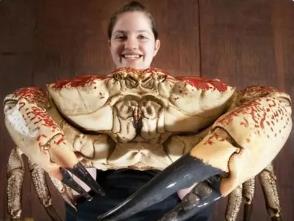 世界上最重的螃蟹，皇帝蟹（又名巨大拟滨蟹）重达72斤/长1.5米