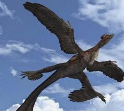世界上最罕见的鸟，四翼鸟昼伏夜出属于神鸟（珍稀神秘）