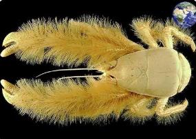 世界上最奇特的螃蟹，雪人蟹（全身雪白长满细密绒毛）