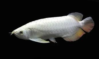 世界上最贵的金龙鱼，白金龙鱼价值几十万（数量极少）