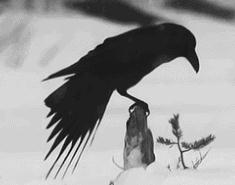 盘点什么动物可以看到鬼，敏感动物感知鬼魂出现/穿梭灵魂间的乌鸦
