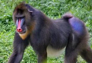 世界上最大的猴子，山峭体长可达78厘米重达到50斤（丑的狰狞）