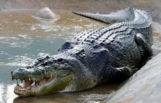世界咬合力第一的动物，湾鳄最大个体咬合力4200磅（吃牛骨如巧克力）