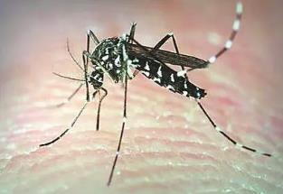 世界上最毒的蚊子，白纹伊蚊（是多种疾病传播的媒介）