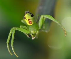世界上最吓人的蜘蛛，背着人脸的人面蜘蛛（疑似被白化）