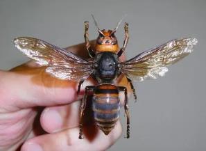 世界上体型最大的蜜蜂，华莱士巨蜂（伸展翅膀可达6厘米）
