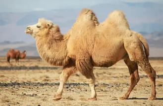 世界体型最大骆驼有多大，最高可达2.1米（比大象还高）