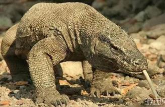 世界上最毒的蜥蜴，科莫多拉巨蜥含剧毒捕食同类（残忍）