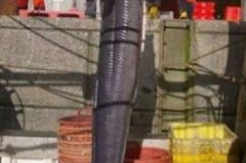 世界上最大的海鳗，重达75公斤长达2.4米（100岁以上）