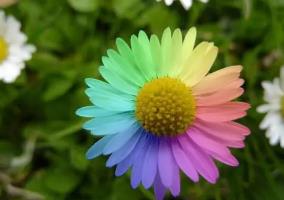 世界上最美的花，七色堇（能实现7个愿望/乃是传说中的花朵）