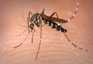 世界上最恐怖的蚊子，疟蚊携带的疟疾威胁地球上一半人口（传播登革热）