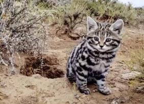 体型最小的野生猫科动物，黑足猫（但却能捕杀大4倍的猎物）